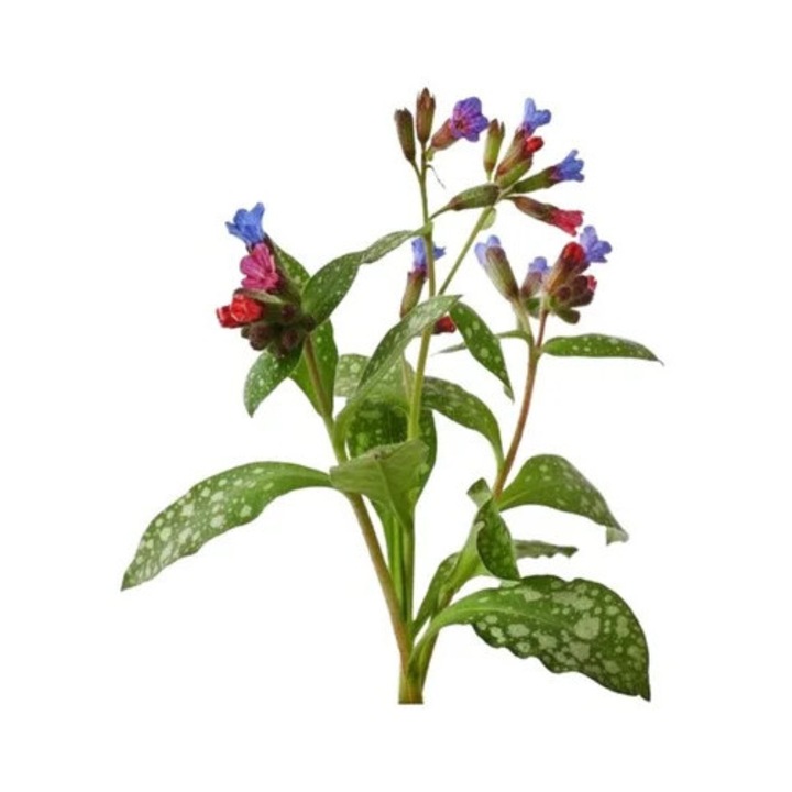 Takarmány lovaknak, Tüdőfű, Equiherbs, 500g, 100% természetes, légzőszervi problémákra