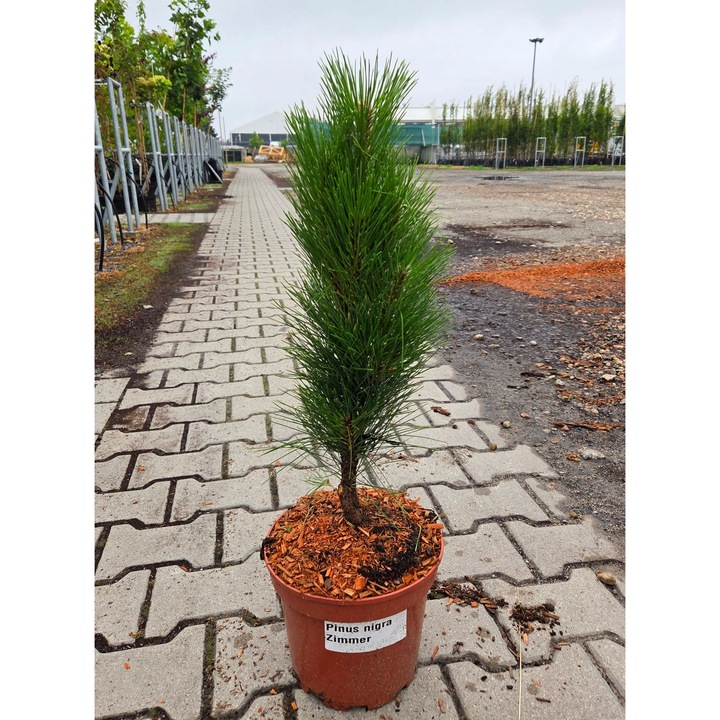Pinus Mugo 'Zimmer', 0,6-0,9m, zöld, cserepes növénykészlet