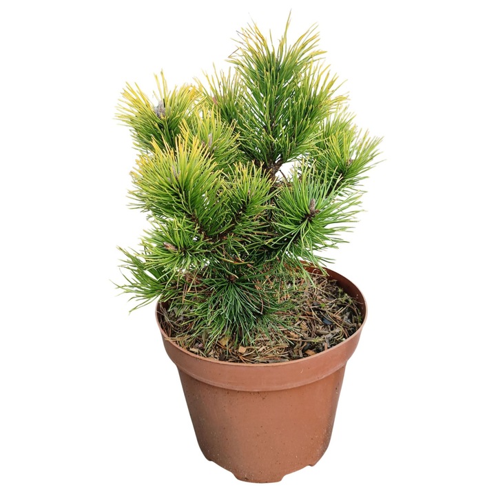 Pin Mugo Wintergold - decorativ 0,6-1m, culoare aurie, ghiveci C5