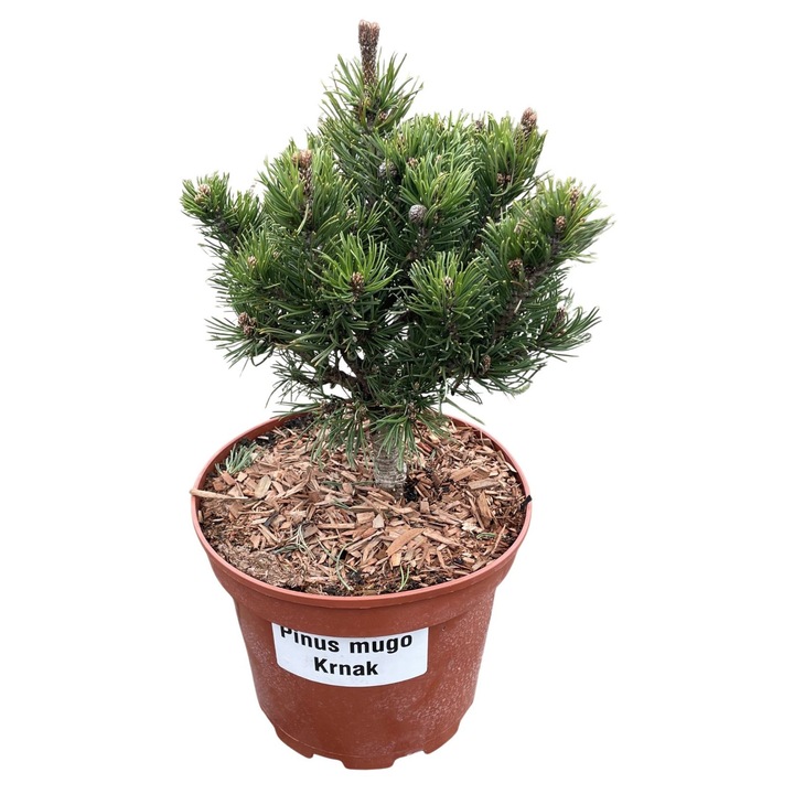 Pin Mugo 'Krnak', decorativa, 0,5m, C5