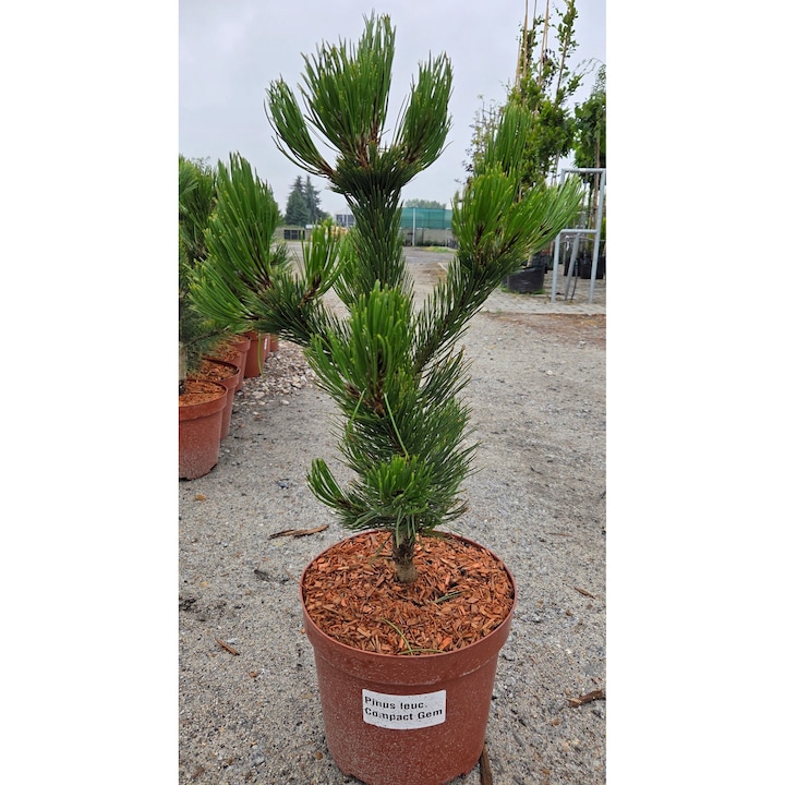 Pinus planta decorativa, inaltime 60cm, culoare verde crud
