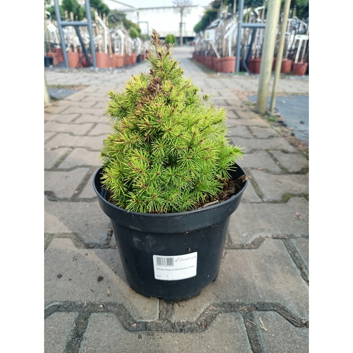 Picea Glauca Rainbows End, planta decorativa, verde, C3