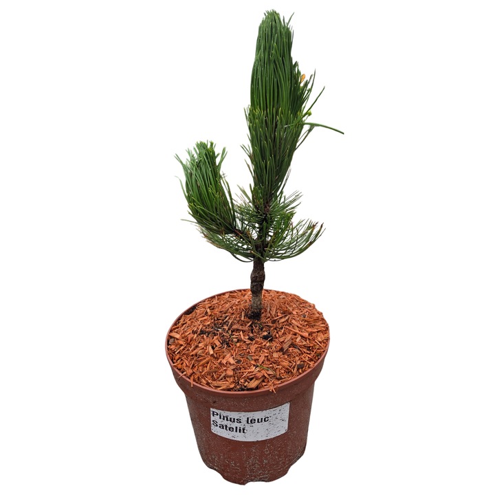 Pin Leucodermis Satelit, planta decorativa, in ghiveci C5, verde, 300x150cm