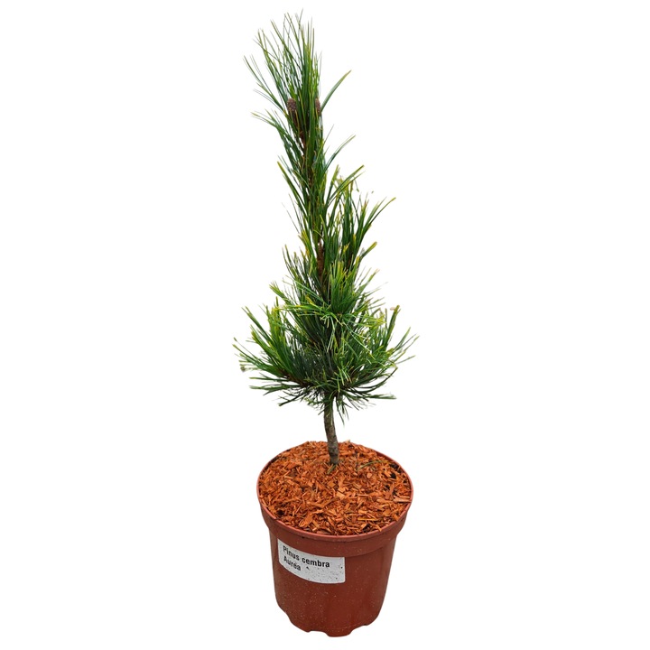 Cserepes Fenyő, Pinus Cembra Aurea