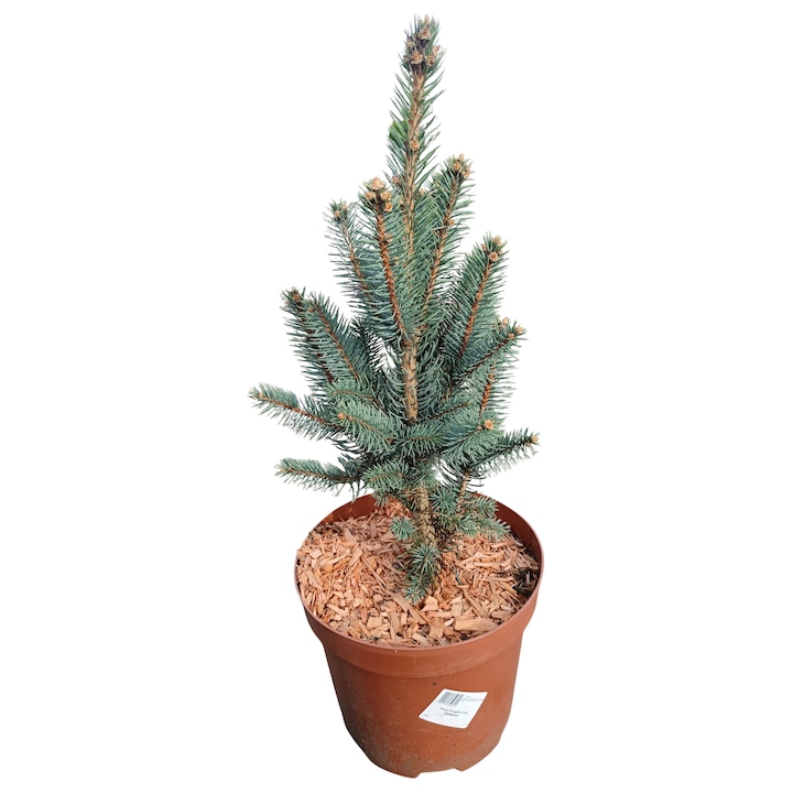 Brad decorativ, 6-8m inaltime, 1,5-2,5m latime, plante in ghiveci C5