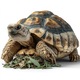 Храна за костенурки, Herbal Pets, 100% натурална, 80гр, с билки и цветя, богата на фибри