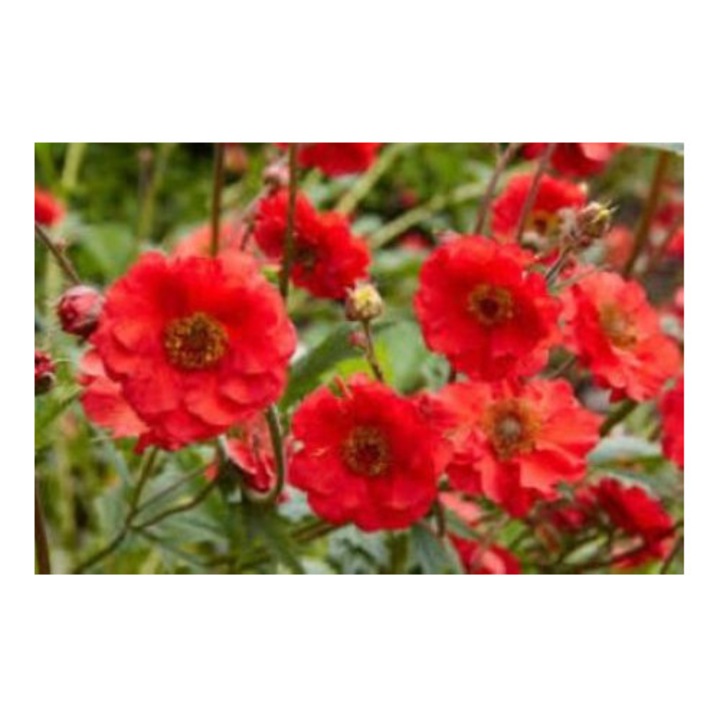 Geum Mrs. Bradshaw, flori portocalii-stacojii, 1 rădăcină nudă, 60-75 cm altura, 30-45 cm lățime