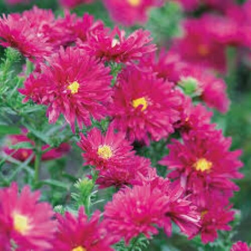 Aster novii belgii Royal Ruby, set 1 radacina nuda, rosu, 45-50 cm ...