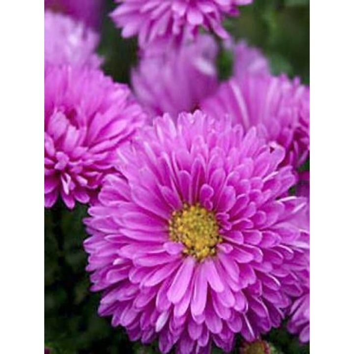 Aster novii belgii Patricia Ballard, flori roz-lavanda, 90x60cm, 1 rădăcină nudă