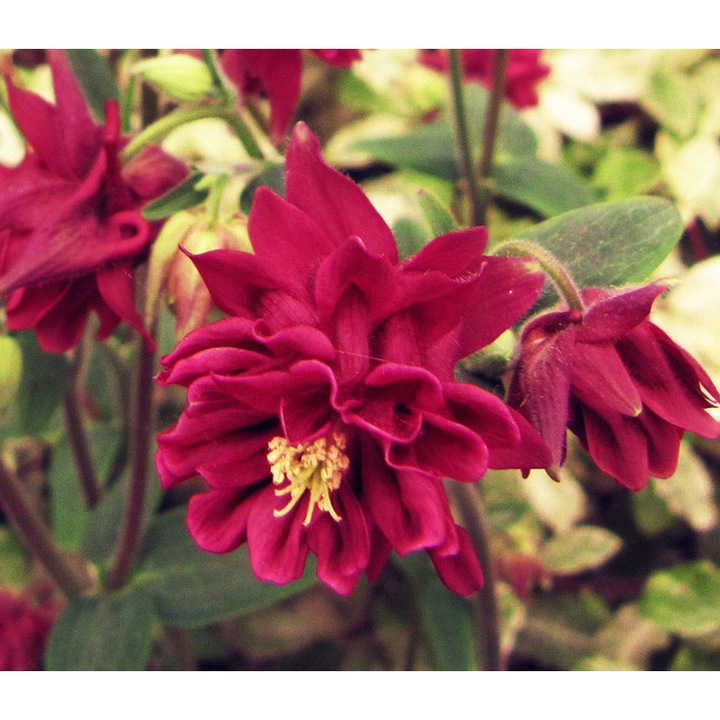 Caldarusa Aquilegia vulgaris var. stellata Ruby Port, roșu vin, 1 rădăcină nudă, 60-90cm