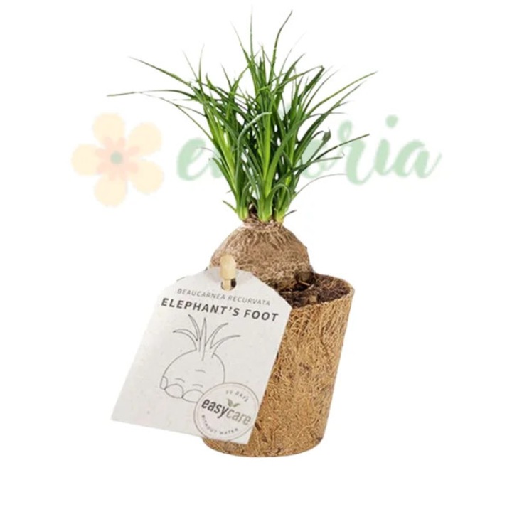 Beaucarnea recurvata Közönséges elefántláb virág D6
