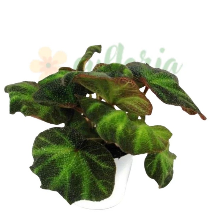Begonia 'Decora' D12