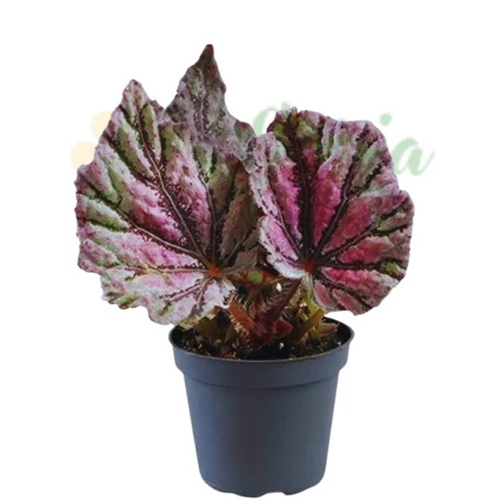 Begonia rex 'Dew Drop' D6
