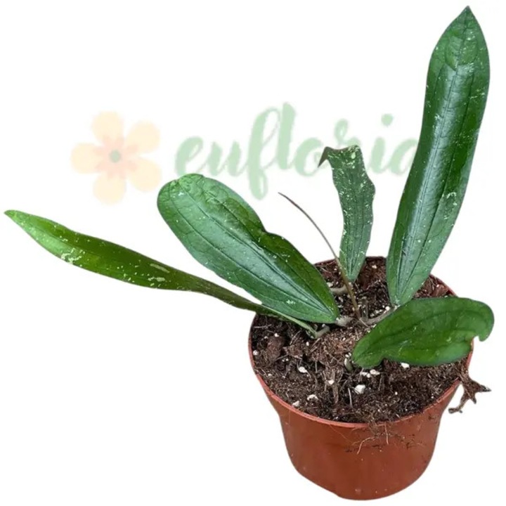 Planta ornamentală Hoya sp. Rindu Rafflesia, Eufloria, frunze lanceolate cu pete argintii, albă, interior