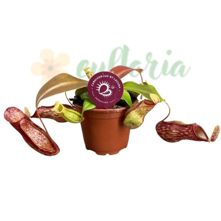 Nepenthes 'Gaya' D8.5