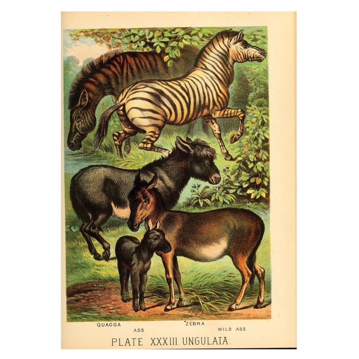 VreauPoster Poster A4 Johnson's household book of nature 2 Carton 250gr