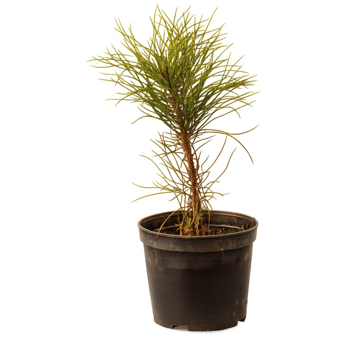Prebonsai Fenyőcsemete 30 cm 2L-es műanyag cseréppel
