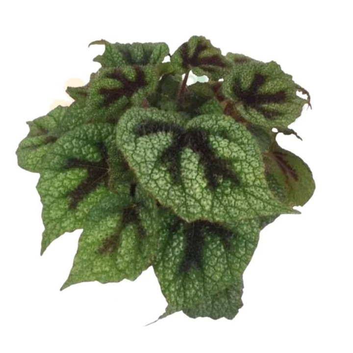 Begonia masoniana (Iron Cross) D12