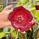 Hoya gigas D12