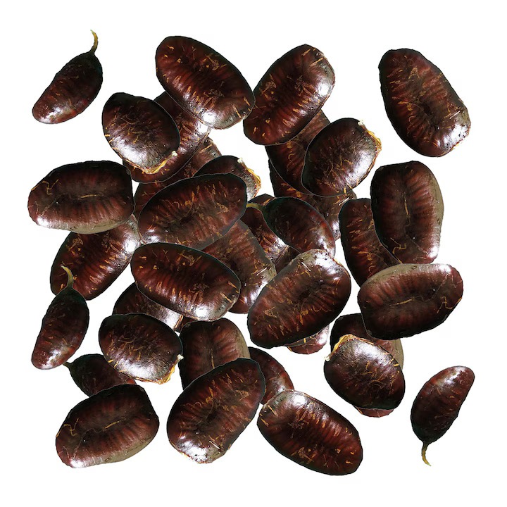 Seminte de pawpaw, 50 gr, circa 30 seminte