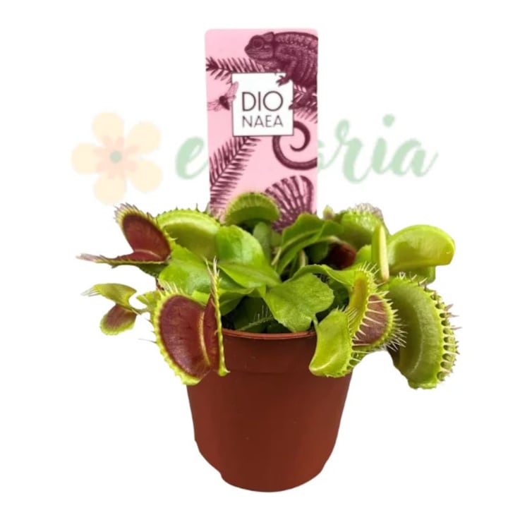 Planta decorativă în ghiveci, Eufloria, Dionaea muscipula, frunze verzi cu interior roșu, utilizare interior, 8.5cm