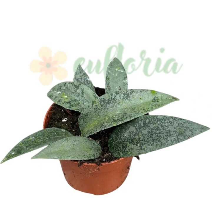 Planta decorativă în ghiveci Eufloria Hoya flagellata 'Silver', frunze argintii, dimensiune D10.5