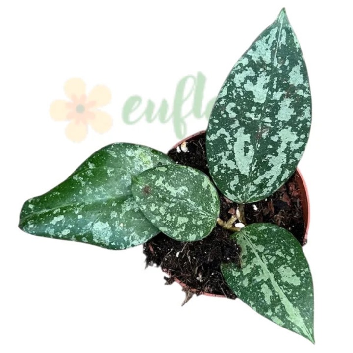 Hoya verticillata 'Nganjuk' D7