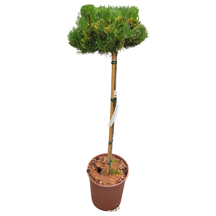 Pinus Mugo Carsten Wintergold - Pin decorativ, culoare aurie, inaltime 80-90cm