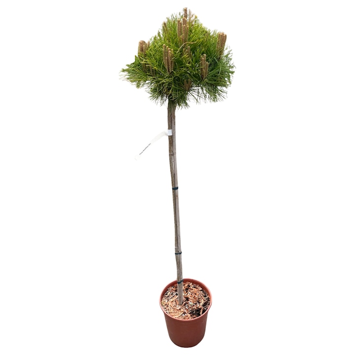 Pinus Densiflora 'Kim' - pin japonez, 100x120cm, verde, set 2 bucati