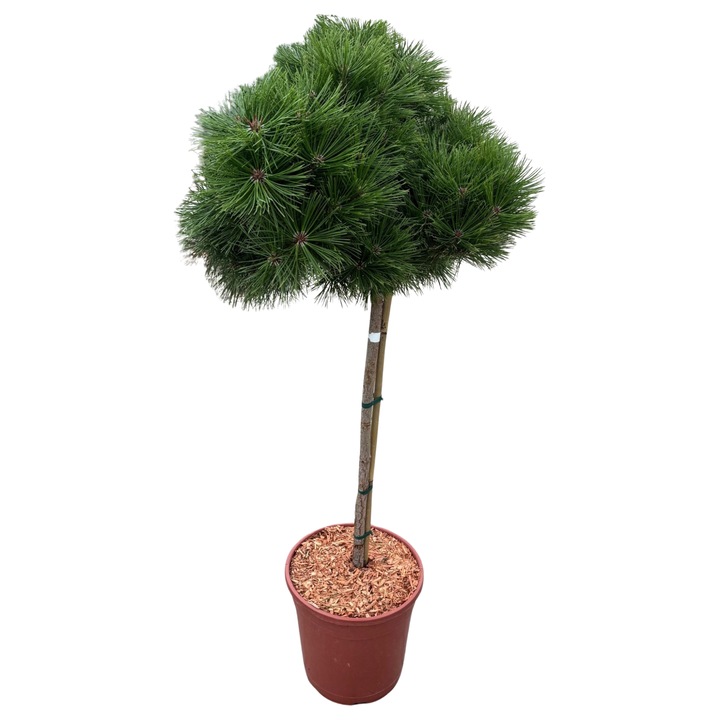 Pin Densiflora 'Kim', височина 100/110см, зелен цвят, саксия