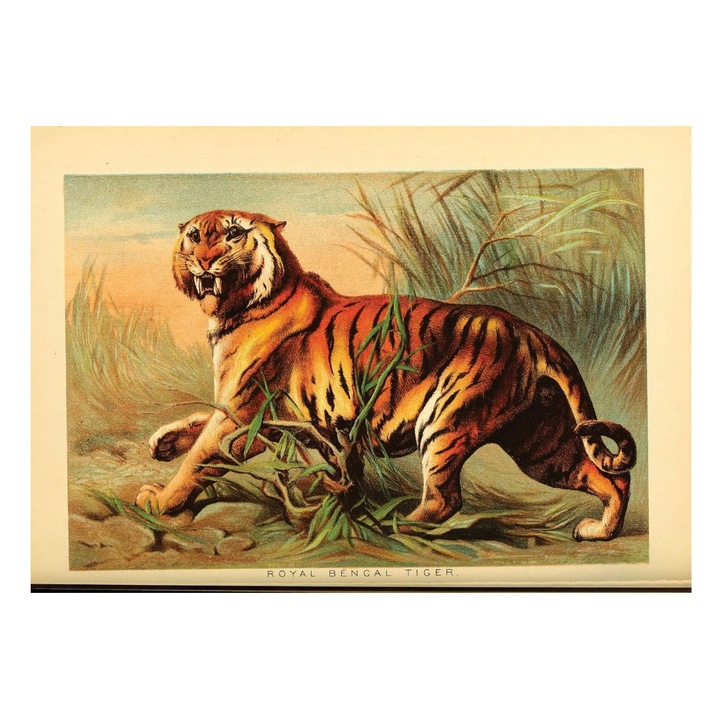 VreauPoster Poster A4 Johnson's household book of nature 5 Carton 250gr