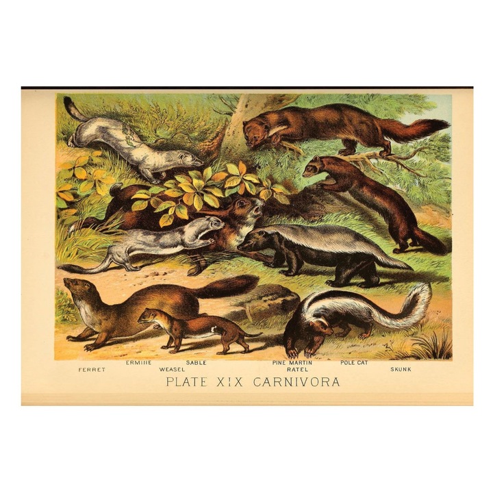 VreauPoster Poster A4 Johnson's household book of nature 3 Carton 250gr