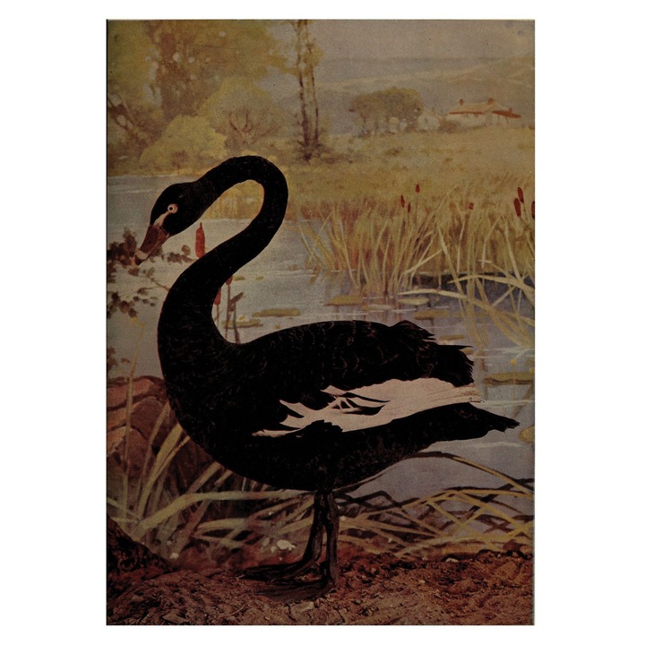 VreauPoster Poster A4 Birds and nature 2 Carton 250gr