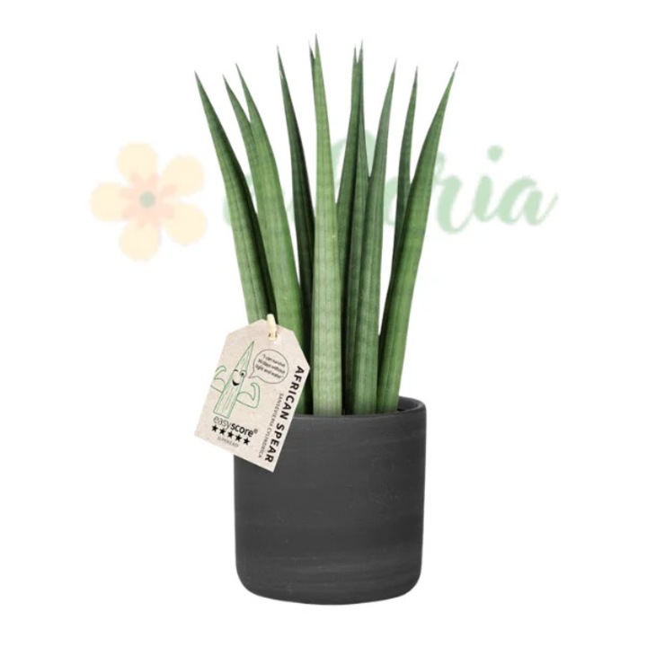 Sansevieria cylindrica D12