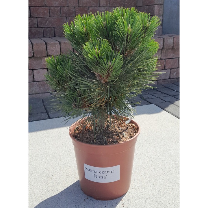 Pinus Nigra Cabanensis Nana, planta decorativa, exterior, verde inchis, C5