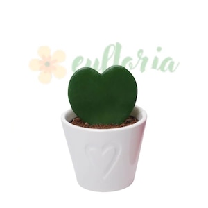 Hoya kerrii D6