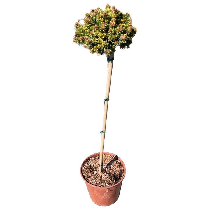 Molid comun altoit - FP50CM - C4,5