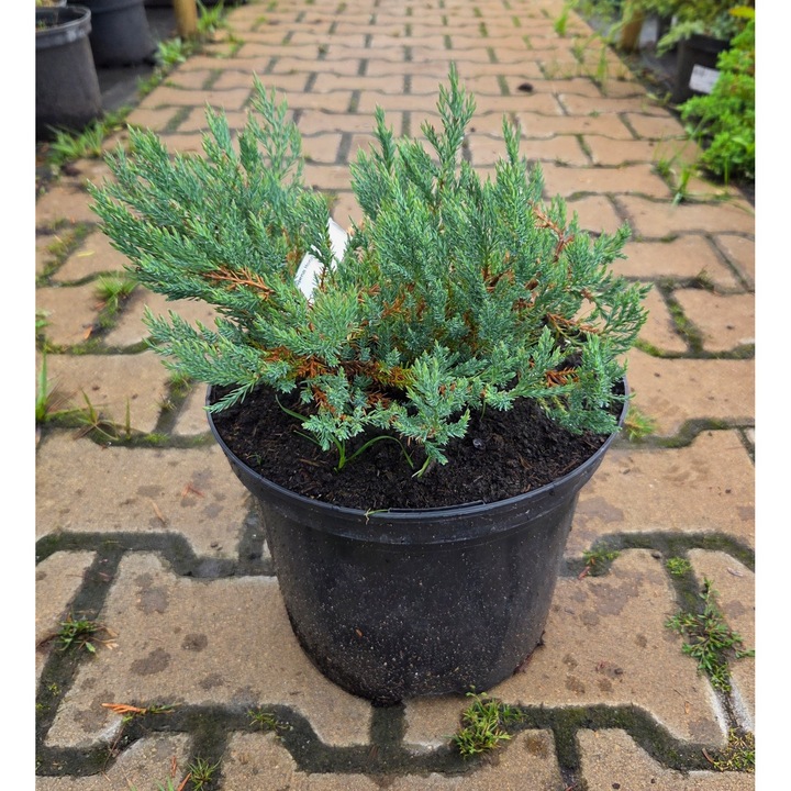 Juniperus horizontalis 'Blue Forest', jalowiec plozacy, 0,2-0,3m, 1,0-1,5m, igly stalowoniebiesci, exterior