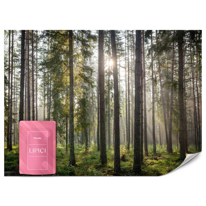 Fototapet Muralo Padure La 350x256 Rasarit Pentru Living Modern