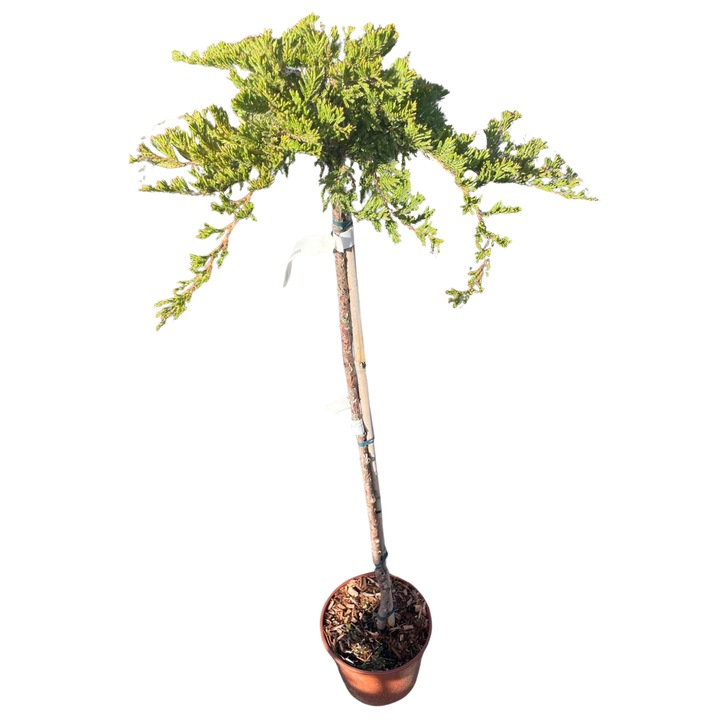 Juniperus Horizontalis Prince Of Wales, kúszó boróka 'Prince Of Wales'