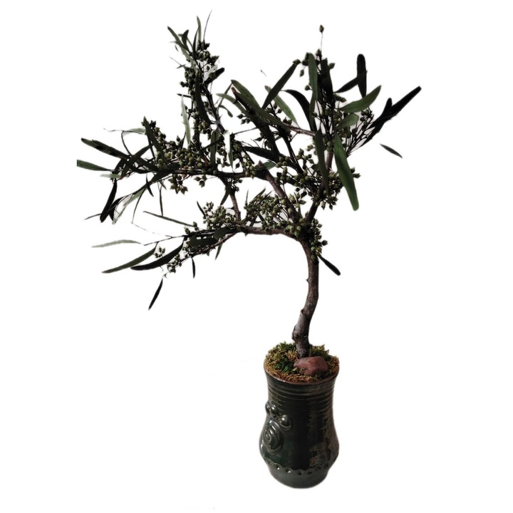 Aranjament decorativ bonsai handmade, plante criogenate, ceramică verde, stil natural/minimalist, 30x45cm