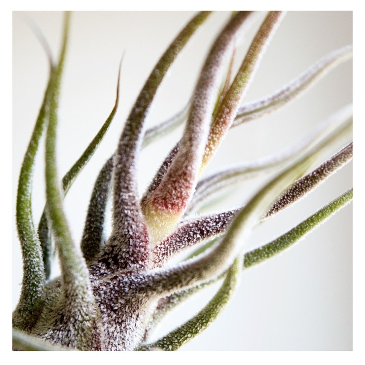 Planta aeriana Tillandsia Pruinosa Red