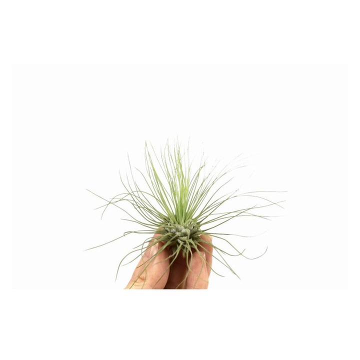Planta aeriana, Tillandsia Argentea