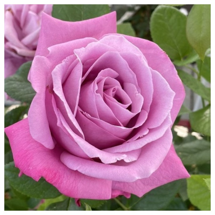 Trandafir Blue Parfum, cu inflorire repetata, intens parfumat, culoare liliac, inaltime la maturitate 0.5 m - Tantau - la ghiveci