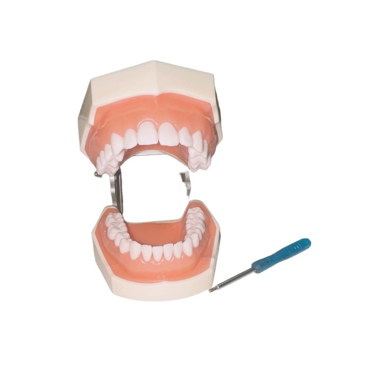 Model dentar standard 1:1, cu 28 dinti detasabili, surubelnita inclusa, suport metalic, deschidere 180°, alb/roz