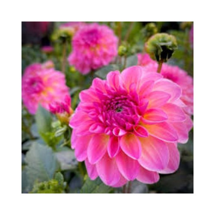 Tubercul Dalia Esli impachetat cu numele produsului fara fotografie - 1 bucata