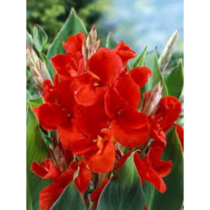 Canna Red rizom impachetat cu numele produsului fara fotografie - 1 bucata