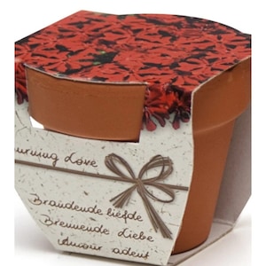 Bulbi, seminte si rasaduri