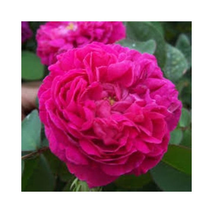 Trandafir Vintage de dukceata Rose de Recht, intens parfumat, culoare purpuriu, inaltime la maturitate 0.9-1 m - la ghiveci