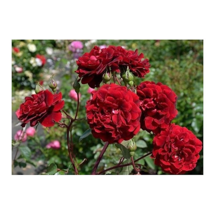 Trandafir urcator Isabel Renaissance, cu inflorire repetata, parfum intens, culoare rosu, inaltime la maturitate2-3 m - Poulsen - la ghiveci